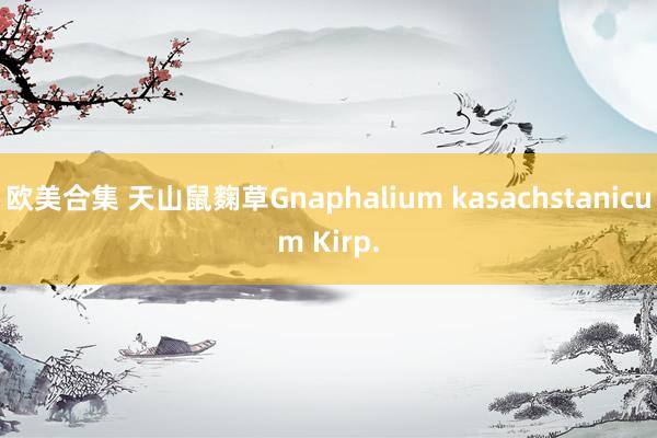 欧美合集 天山鼠麴草Gnaphalium kasachstanicum Kirp.