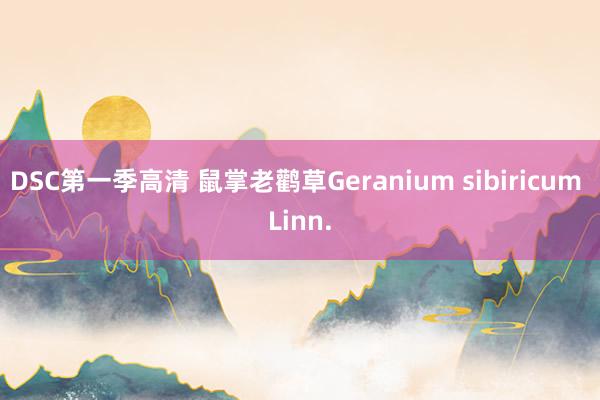 DSC第一季高清 鼠掌老鹳草Geranium sibiricum Linn.