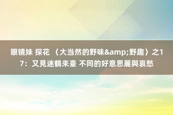 眼镜妹 探花 〈大当然的野味&野趣〉之17:又見迷鶴來臺 不同的好意思麗與哀愁